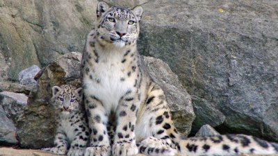 Avistan leopardos de las nieves en el Tíbet
