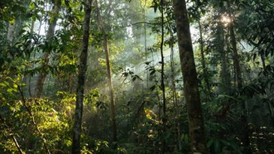 Más de 10.000 sitios arqueológicos precolombinos permanecen ocultos en toda la selva amazónica