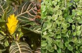 La naturaleza es creativa e ingeniosa: distintas plantas producen la misma sustancia de forma diferente