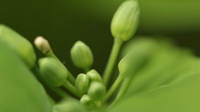 Por qué los brotes de brócoli son aún mejores que el brócoli