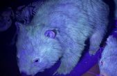 Fluorescencia animal: los mamíferos también brillan en la oscuridad