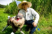 Japón coloca lobos robots de aspecto aterrador para ahuyentar a los osos de una ciudad pequeña