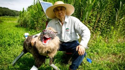 Japón coloca lobos robots de aspecto aterrador para ahuyentar a los osos de una ciudad pequeña