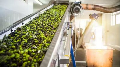 Así se transforman los residuos de aceituna en una fuente de energía