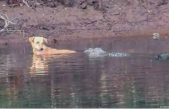 Cocodrilos salvan a perro y científicos no saben por qué