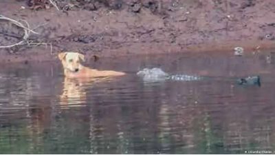 Cocodrilos salvan a perro y científicos no saben por qué