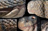 Una monumental cabeza de serpiente mexica recupera sus colores originales, tras ser desenterrada de la gran Tenochtitlan