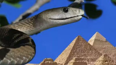 Los pergaminos desvelan que Egipto albergaba muchas más serpientes venenosas en la época de los faraones