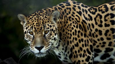 Día Mundial de la Conservación del Jaguar / del Oso Hormiguero