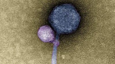 Observan por vez primera a un virus agarrado a otro