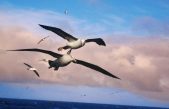 Las voces del mar guiarían a los albatros en sus vuelos oceánicos