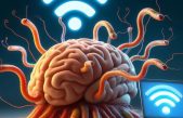 Los gusanos disponen de una red wifi para comunicar neuronas distantes sin necesidad de cables