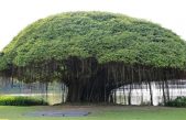 Son sagrados y pueden vivir muchos siglos: estos árboles de la India parecen caminar por la tierra