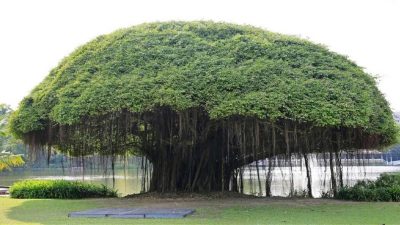 Son sagrados y pueden vivir muchos siglos: estos árboles de la India parecen caminar por la tierra