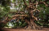 ¿Sabías que la mayor parte del peso de un árbol procede del aire?