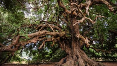 ¿Sabías que la mayor parte del peso de un árbol procede del aire?