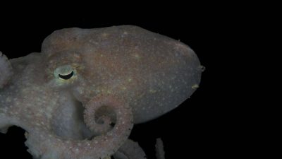 El ADN de este pulpo da pistas sobre el último colapso de la capa de hielo de la Antártida