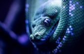 Conoce a Tzukán, la serpiente mitológica de los mayas