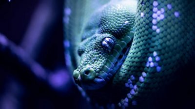 Conoce a Tzukán, la serpiente mitológica de los mayas