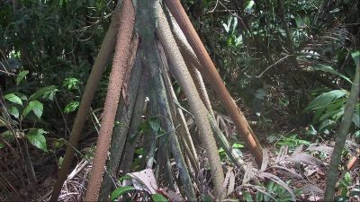 Revelan el misterio del árbol tropical que camina