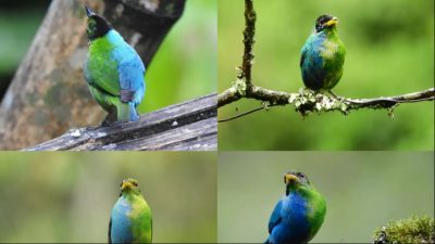 Descubren a una extraña ave mitad macho, mitad hembra cerca de Villamaría, en Colombia