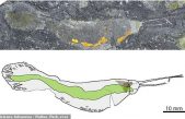 Se descubren en el norte de Groenlandia fósiles de gusanos gigantes ‘bestias terroristas’ que ocupaban la cima de la cadena alimentaria hace 518 millones de años