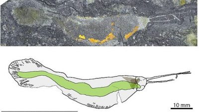 Se descubren en el norte de Groenlandia fósiles de gusanos gigantes ‘bestias terroristas’ que ocupaban la cima de la cadena alimentaria hace 518 millones de años