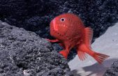 Descubiertas más de 100 nuevas especies en las profundidades marinas de Chile