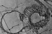 Encuentran en China el fósil de un “dragón” de hace 240 millones años