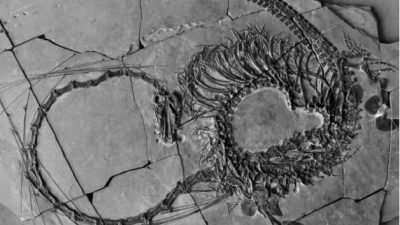 Encuentran en China el fósil de un “dragón” de hace 240 millones años