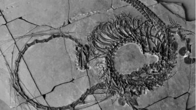 Encuentran en China el fósil de un “dragón” de hace 240 millones años