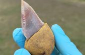 Los neandertales usaban ‘pegamento’ para unir partes de sus herramientas