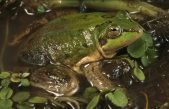 La rana que ha dejado atónitos a los biólogos: sus bebés más grandes que los especímenes adultos