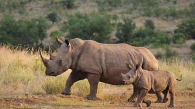 Animales en Extinción: Impacto en los Ecosistemas y en la Humanidad