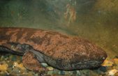 Japón halla ejemplares del anfibio más grande del mundo, casi extinguido en la naturaleza