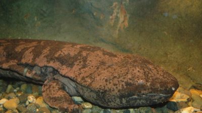 Japón halla ejemplares del anfibio más grande del mundo, casi extinguido en la naturaleza