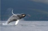 Las ballenas cantan: científicos descubren cómo componen sus misteriosas canciones