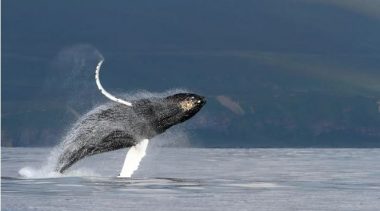 Las ballenas cantan: científicos descubren cómo componen sus misteriosas canciones