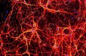 El asombroso parecido entre el universo a gran escala y el interior del cerebro