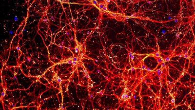 El asombroso parecido entre el universo a gran escala y el interior del cerebro