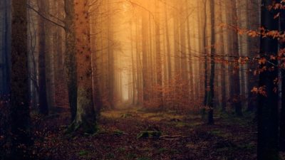 ¿Qué hacer y cómo sobrevivir si nos perdemos en un bosque?