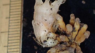 Nueva especie de vegetal que ni es verde ni hace fotosíntesis
