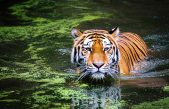 Conociendo a los animales más curiosos y amenazados del planeta