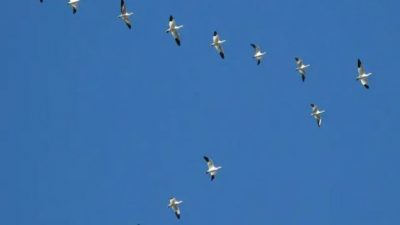 El motivo por el que las aves vuelan en forma de ‘V’