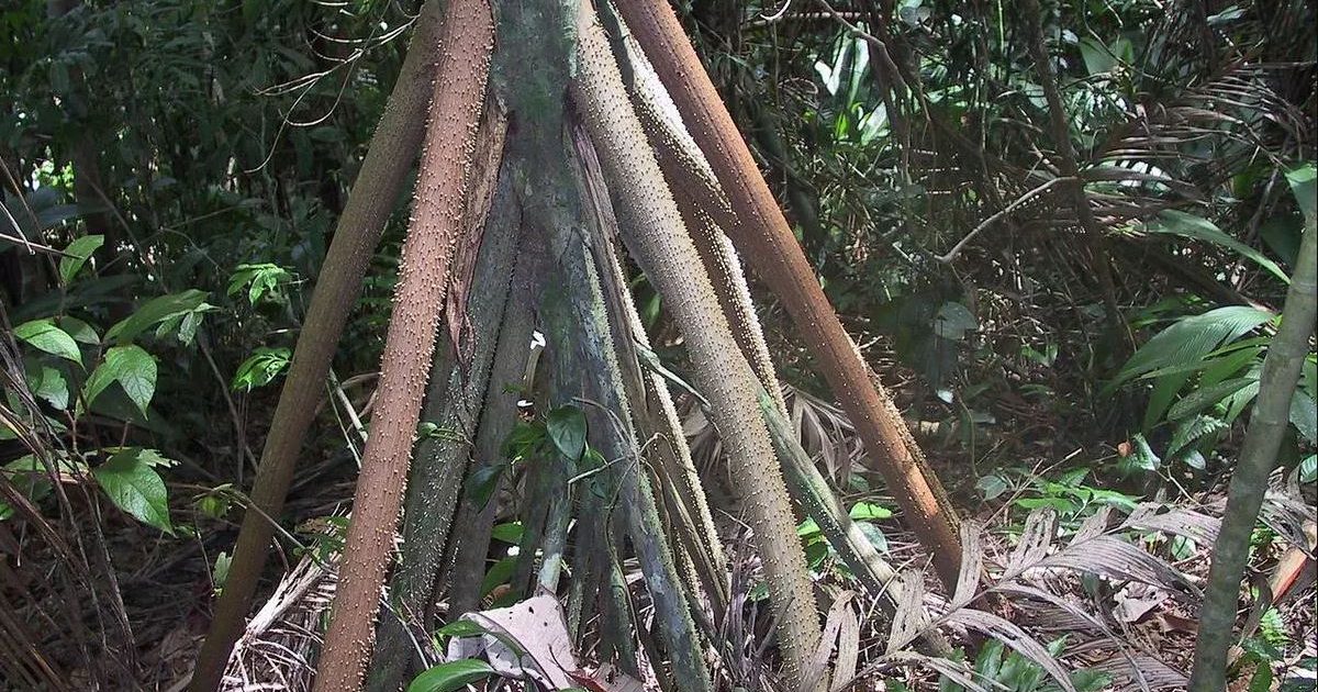 Revelan el misterio del árbol tropical que camina
