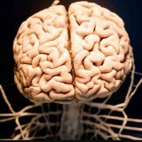 Parece que el cerebro humano creció en el último siglo… pero no somos más listos
