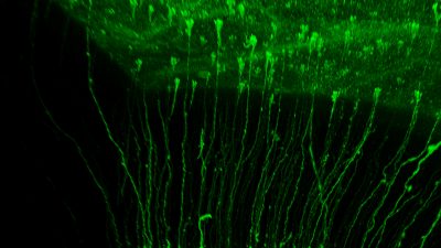 Científicos del Instituto de Neurociencias descubren la implicación de linajes paralelos de células madre en la creación de neuronas