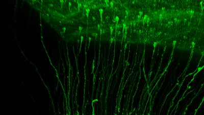 Científicos del Instituto de Neurociencias descubren la implicación de linajes paralelos de células madre en la creación de neuronas