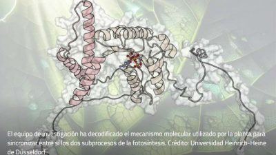 Cómo las plantas ajustan su fotosíntesis a los cambios de luz