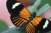 Esta mariposa amazónica es resultado de una hibridación de hace 200,000 años